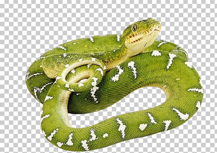 Snake PNG, Clipart, Snake Free PNG Download