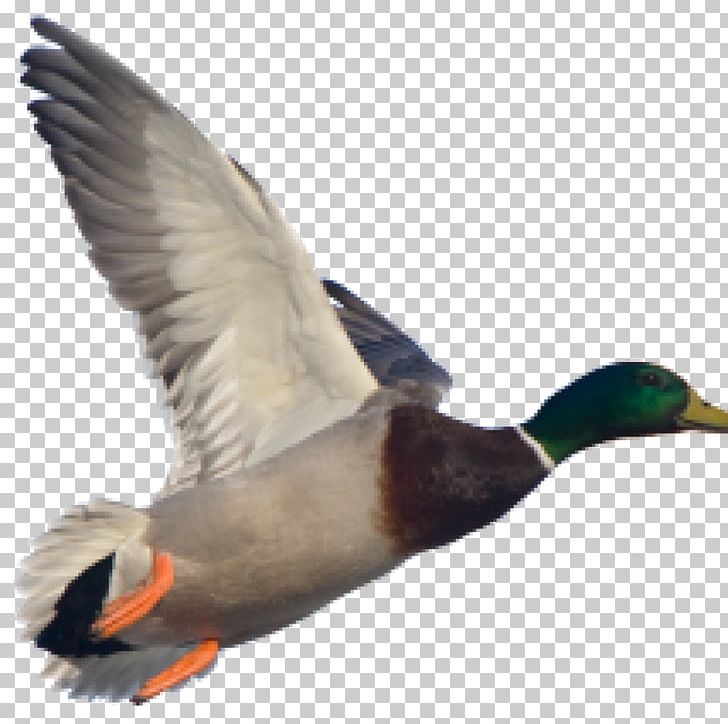 American Pekin Duck Mallard Goose Stock Photography PNG, Clipart, American Pekin, Animals, Beak, Bird, Canard Free PNG Download