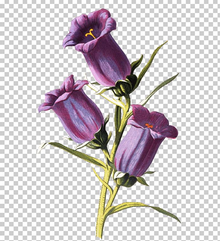 Campanula Medium Botany Botanical Illustration Art Drawing PNG, Clipart, Artist, Bellflower Family, Bellflowers, Cut Flowers, Drawing Free PNG Download