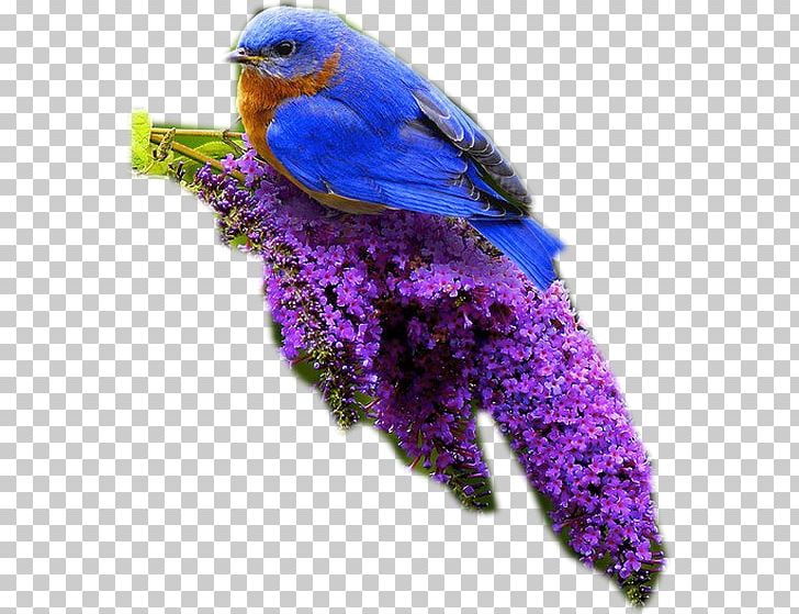 Hummingbird Flight Blue Sky PNG, Clipart, Animal, Animals, Beak, Bird, Blue Free PNG Download