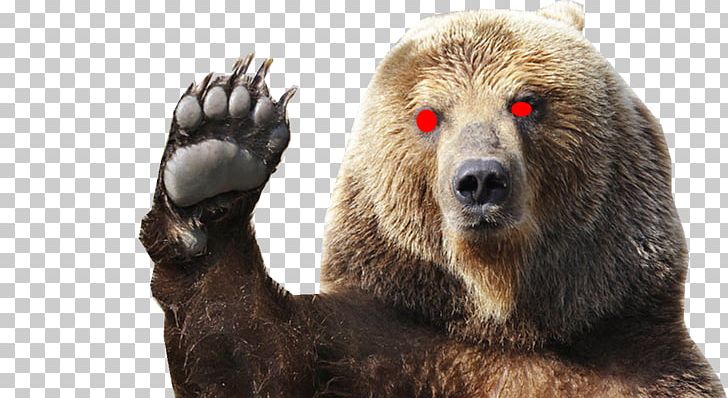 Polar Bear Growling Grizzly Bear Kodiak Bear PNG, Clipart, American Black Bear, Animals, Arctic Alaska, Bear, Bear Attack Free PNG Download