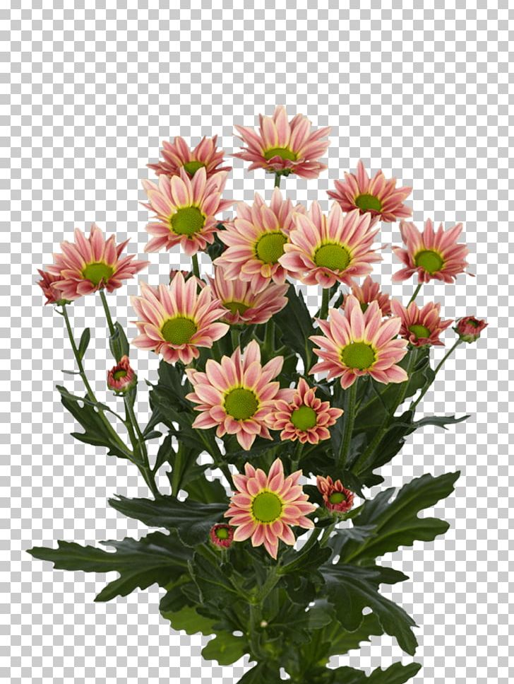 Chrysanthemum Cut Flowers Limonium Royal Van Zanten Floral Design PNG, Clipart, Annual Plant, Argyranthemum Frutescens, Aster, Bouvardia, Chrysanthemum Grandiflorum Free PNG Download