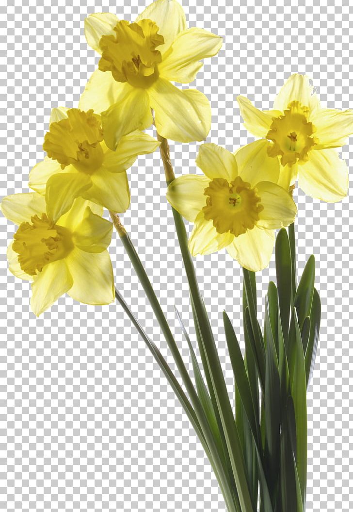 Narcissus Pseudonarcissus I Wandered Lonely As A Cloud Narcissus Papyraceus Flower Tulip PNG, Clipart, Amaryllis Family, Cut Flowers, Daffodil, Flower, Flowering Plant Free PNG Download