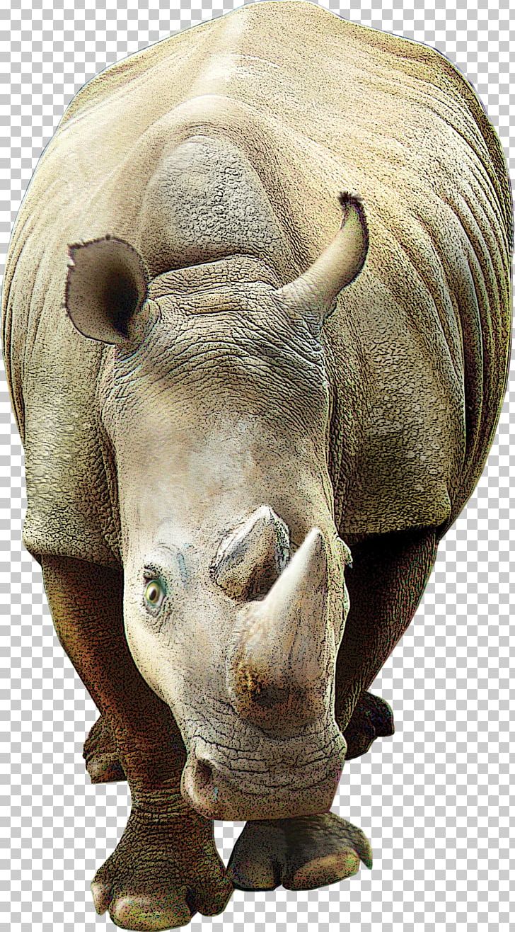 Rhinoceros 3D Poster PNG, Clipart, Animal, Animals, Cattle Like Mammal, Corel, Creative Ads Free PNG Download