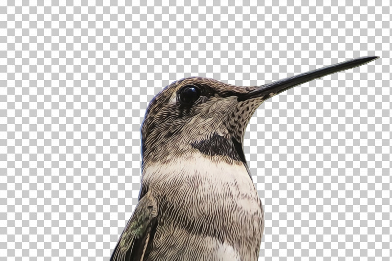 Hummingbird PNG, Clipart, Beak, Bird, Hummingbird, Paint, Watercolor Free PNG Download
