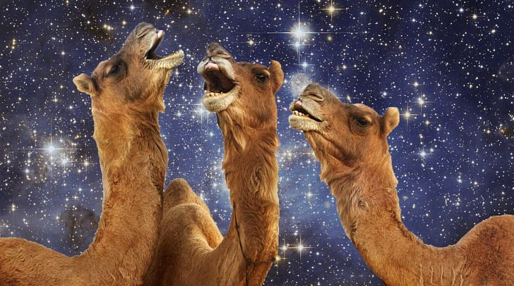Camelids Rajasthan Desktop Camels In Space PNG, Clipart, Animal, Animals, Camel, Camelids, Camel Like Mammal Free PNG Download