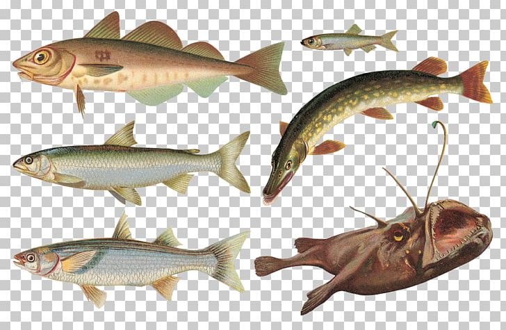 Oily Fish Herring Sardine PNG, Clipart, Anchovy, Animals, Bony Fish, Cod, Fauna Free PNG Download