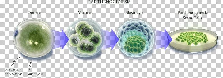 Stem Cell Stem-cell Therapy Gene Therapy PNG, Clipart,  Free PNG Download