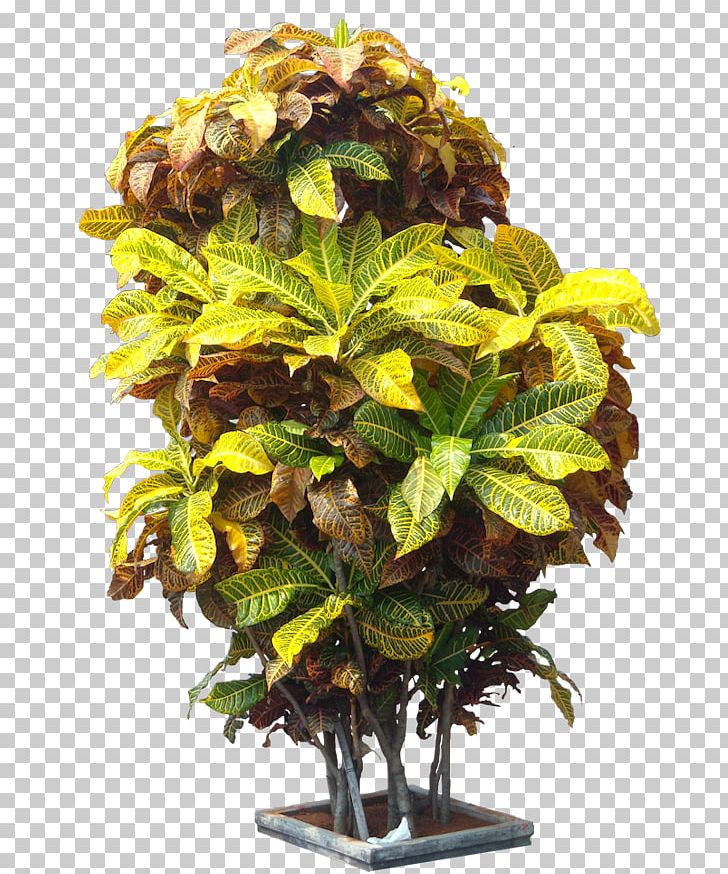 Tree Garden Croton Jackfruit Crotons Plant PNG, Clipart, Cay, Codiaeum, Croton, Crotons, Flowerpot Free PNG Download