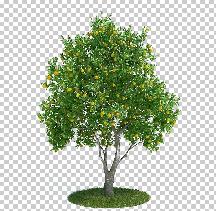 Citrus × Sinensis Tangerine 3D Modeling 3D Computer Graphics PNG, Clipart, 3d Computer Graphics, 3d Modeling, Autodesk 3ds Max, Big, Big Tree Free PNG Download