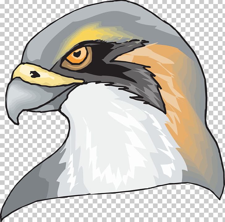 Hawk Eagle PNG, Clipart, Animals, Bald Eagle, Beak, Bird, Bird Of Prey Free PNG Download