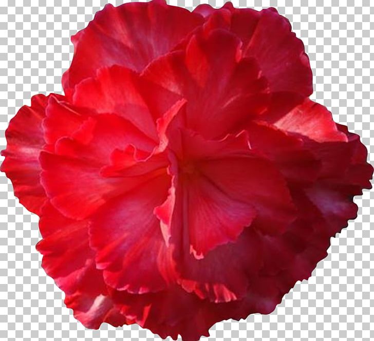 Pink Flowers Rose PNG, Clipart, Azalea, Begonia, Blog, Carnation, China Rose Free PNG Download