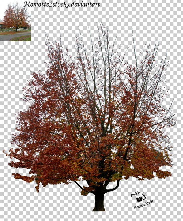 Tree Plant Branch PNG, Clipart, Art, Autumn, Branch, Deciduous, Deviantart Free PNG Download