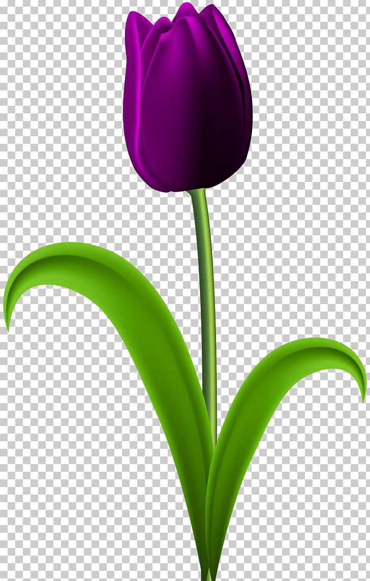 Tulip Desktop Flower PNG, Clipart, Bitmap, Bmp File Format, Clip Art, Color, Cut Flowers Free PNG Download