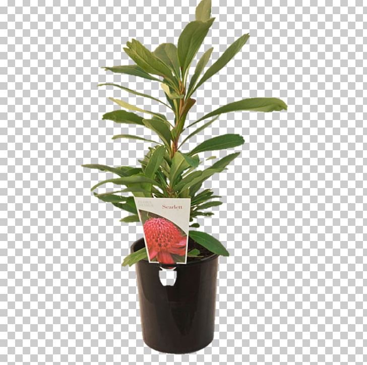 Leaf Flowerpot Evergreen Shrub Plant Stem PNG, Clipart, Bunnings Warehouse, Evergreen, Flower, Flowerpot, Herb Free PNG Download