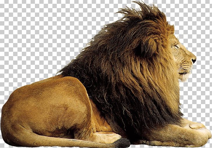 Lion Felidae PNG, Clipart, Animals, Archive File, Big Cats, Carnivoran, Cat Like Mammal Free PNG Download