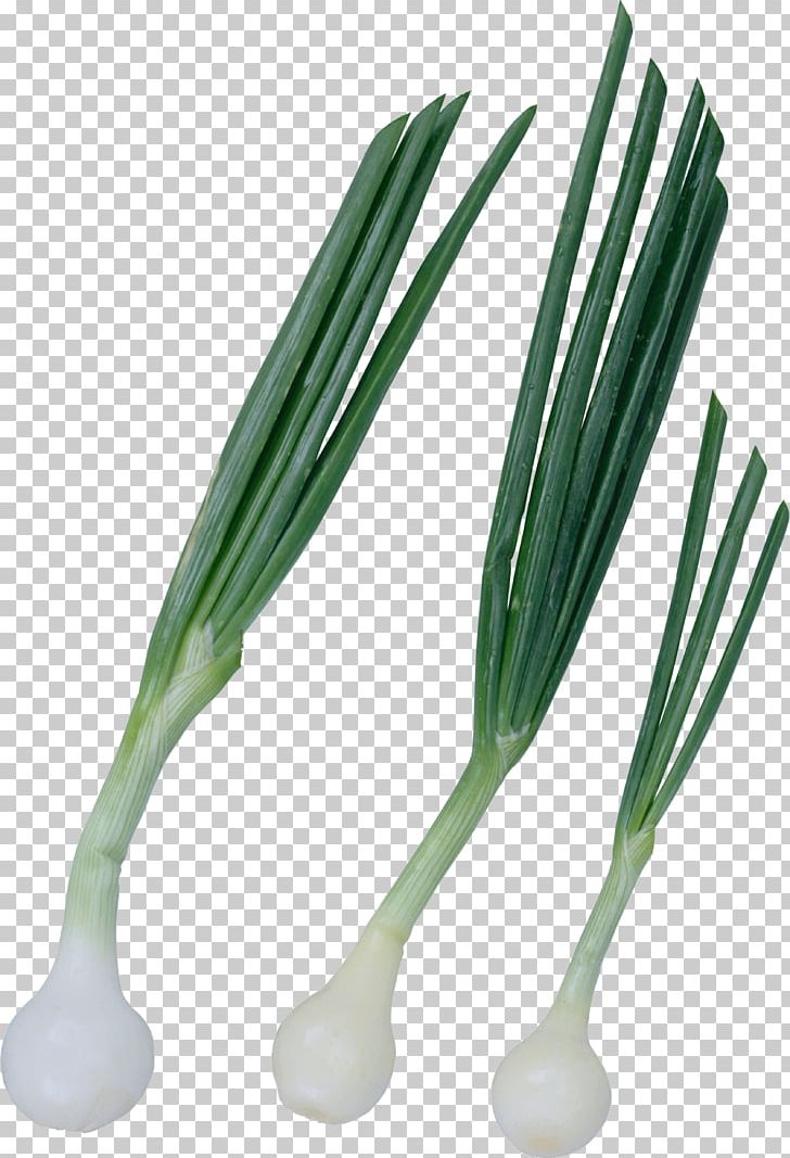 Onion Vegetable Chives Green PNG, Clipart, Allium, Chives, Desktop Wallpaper, Digital Image, Food Free PNG Download