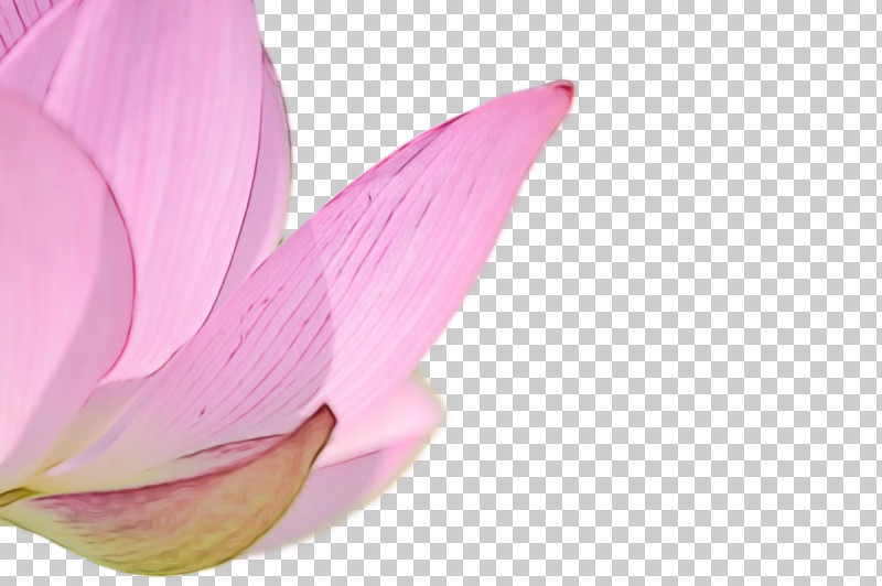Flower Petal Lilac M Close-up Plants PNG, Clipart, Biology, Closeup, Flower, Lilac M, Paint Free PNG Download