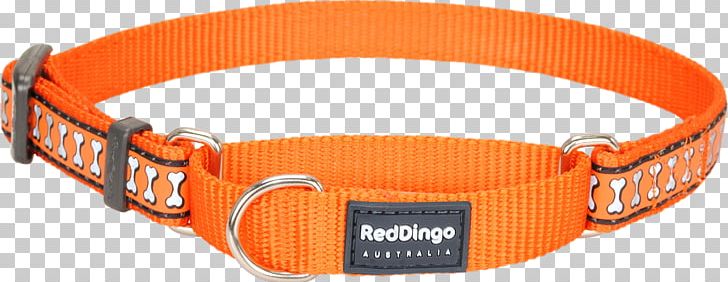 Dog Collar Dingo Cat PNG, Clipart, Animals, Bone, Cat, Clothing Accessories, Collar Free PNG Download