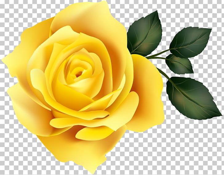 Garden Roses Yellow PNG, Clipart, Centifolia Roses, Clip Art, Clipart, Computer Wallpaper, Cut Flowers Free PNG Download