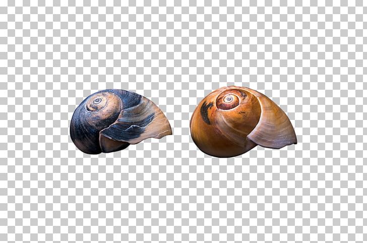 Sea Snail Gastropods Seashell Slug PNG, Clipart, Animals, Gastropods, Molluscs, Sea, Seashell Free PNG Download