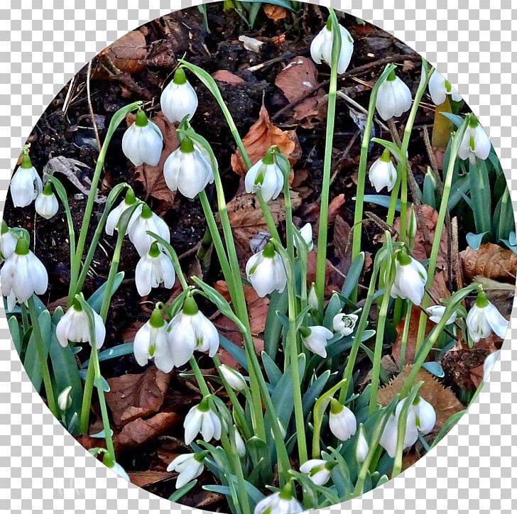 Spring Snowdrop PNG, Clipart, Flower, Galanthus, Grass, Miscellaneous, Others Free PNG Download
