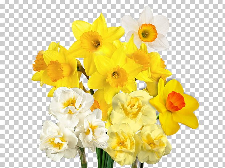 Wedding Invitation Bulb Birth Flower Wild Daffodil PNG, Clipart, Amaryllidaceae, Amaryllis Family, Birth Flower, Botany, Bulb Free PNG Download