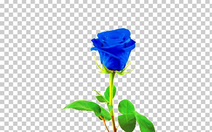 Blue Rose Stock Photography PNG, Clipart, Blue, Blue Rose, Cobalt Blue, Color, Cut Flowers Free PNG Download