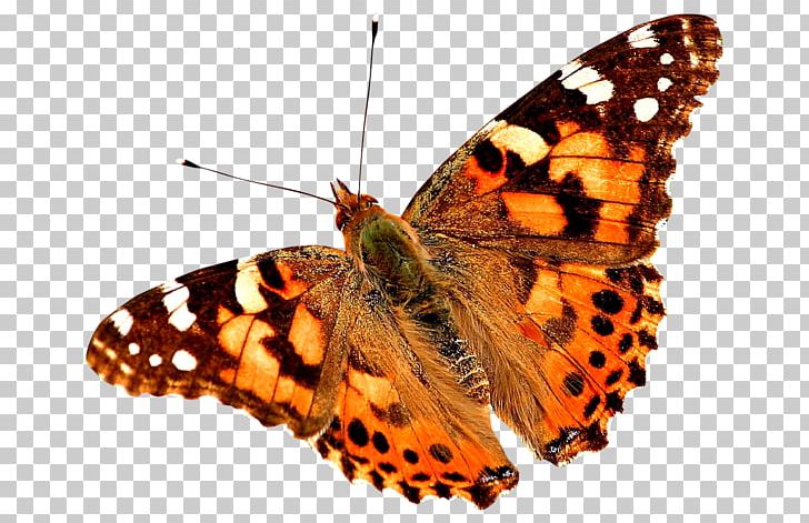 Butterfly Painted Lady Insect Painting PNG, Clipart, Brush Footed Butterfly, But, Butterflies And Moths, Butterfly, Desktop Wallpaper Free PNG Download