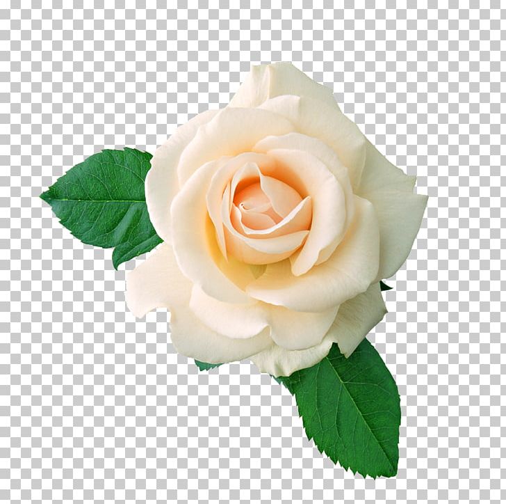 T-shirt Centifolia Roses Flower Bouquet Stock Photography PNG, Clipart, Artificial Flower, Background White, Black White, Centifolia Roses, Cut Flowers Free PNG Download