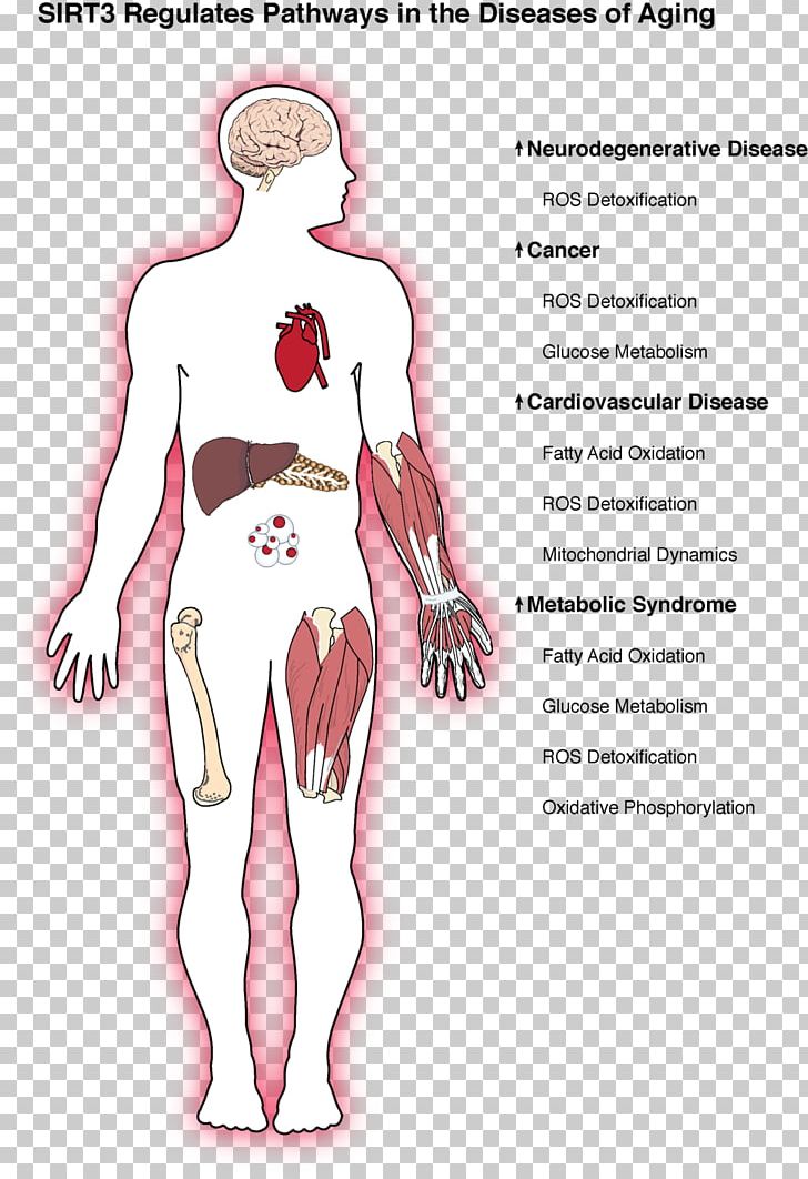 Aging-associated Diseases Ageing Sirtuin Cancer PNG, Clipart, Abdomen, Arm, Cartoon, Disease, Fictional Character Free PNG Download