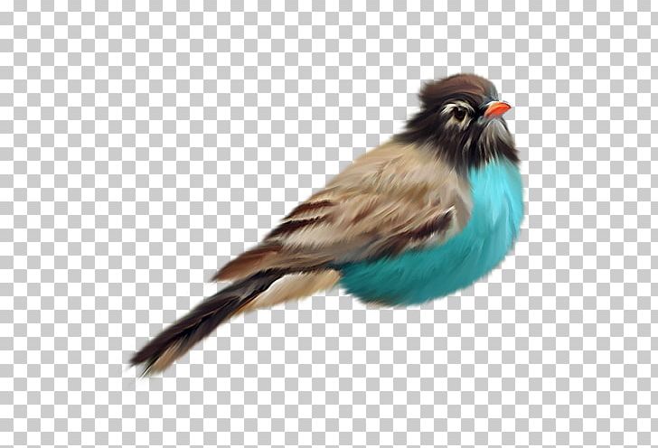 Bird Digital PNG, Clipart, Animals, Beak, Bird, Clint Eastwood, Cuculiformes Free PNG Download