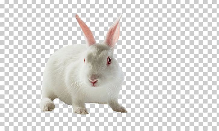 Domestic Rabbit Hare Moon Rabbit PNG, Clipart, Animals, Art, Decoration, Euclidean Vector, Lovely Free PNG Download