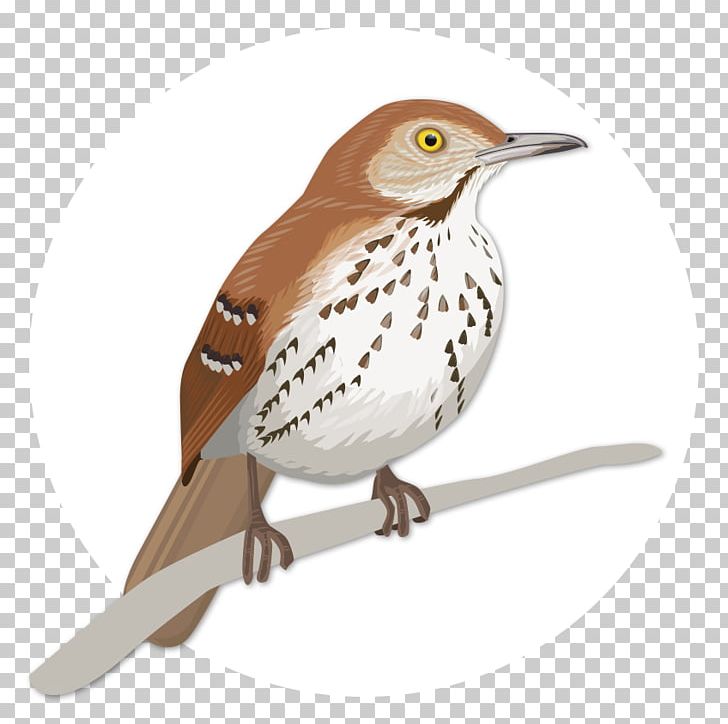 House Sparrow Birdwatching Wren Brown Thrasher PNG, Clipart, Animals, Beak, Bird, Birdwatching, Brown Pelican Free PNG Download