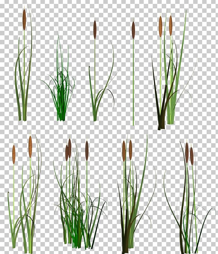 Scirpus PNG, Clipart, Aartje, Chives, Clip Art, Commodity, Common Reed Free PNG Download