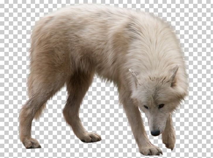 Arctic Wolf Utonagan Arctic Fox PNG, Clipart, Alaskan Tundra Wolf, Animals, Arctic, Arctic Fox, Arctic Wolf Free PNG Download