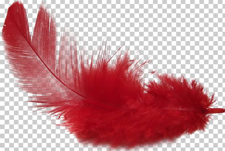 Bird Feather PhotoScape PNG, Clipart, Animals, Bird, Feather, Gimp, Hummingbird Free PNG Download