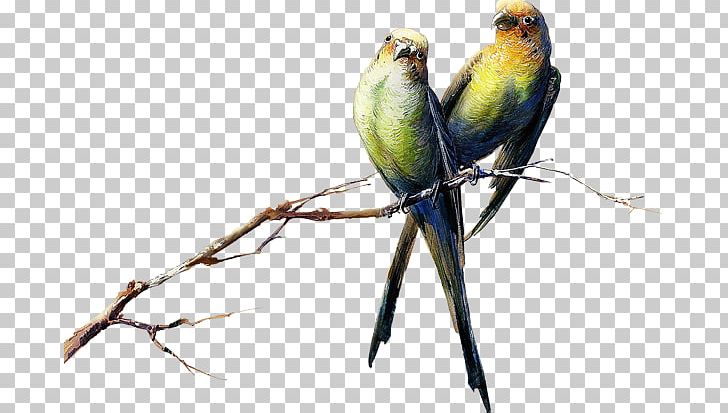 Budgerigar Lovebird Parrot Parakeet PNG, Clipart, Animals, Beak, Bird, Budgerigar, Common Pet Parakeet Free PNG Download