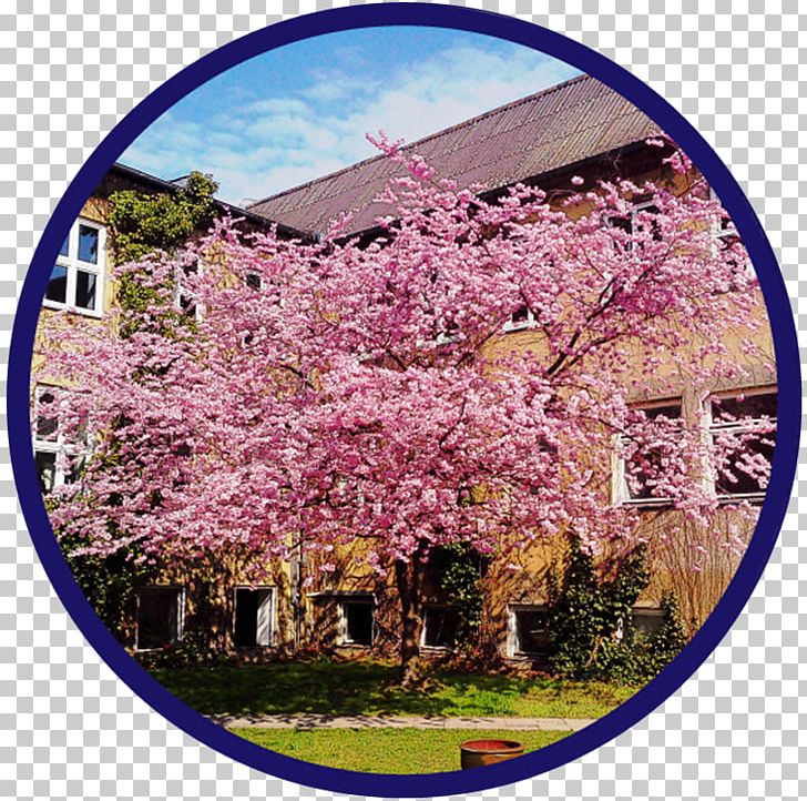 Cherry Blossom Lilac ST.AU.150 MIN.V.UNC.NR AD PNG, Clipart, Blossom, Cherry, Cherry Blossom, Flower, Lilac Free PNG Download
