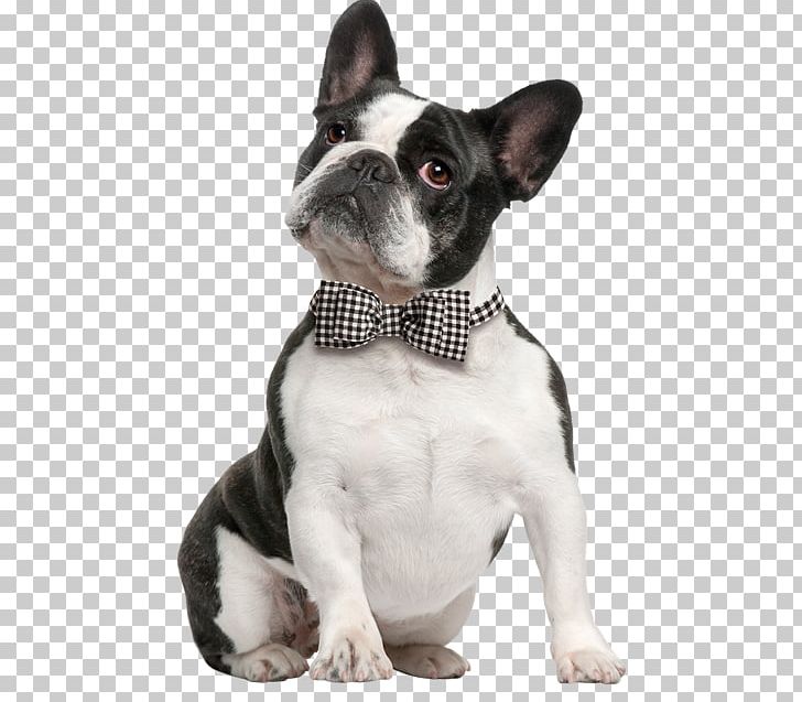 French Bulldog Boston Terrier American Bulldog American Staffordshire Terrier PNG, Clipart, American Bulldog, American Staffordshire Terrier, Boston Terrier, Breed, Bulldog Free PNG Download