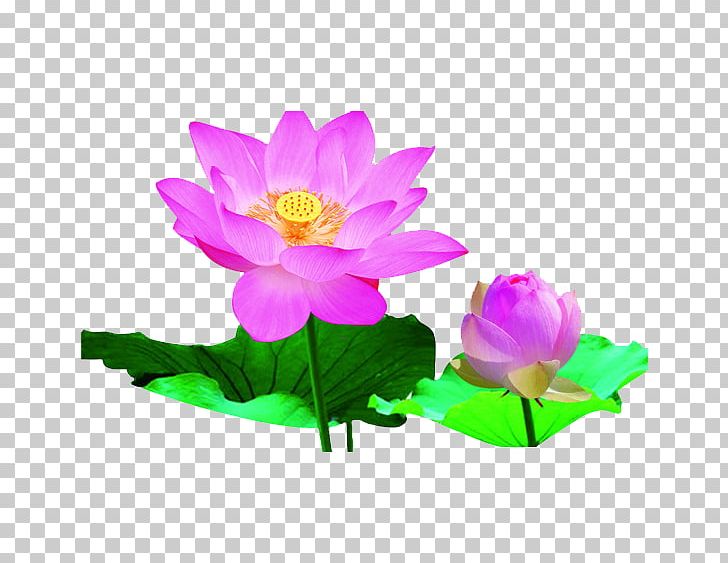 Heilongjiang Nelumbo Nucifera Bazhou City Falun Gong Chinese New Year PNG, Clipart, Annual Plant, Aquatic Plant, Autumn Leaf, Bainian, Bud Free PNG Download