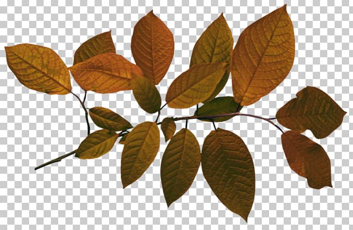 Leaf Branch PNG, Clipart, Branch, Deciduous, Encapsulated Postscript, Green, Leaf Free PNG Download