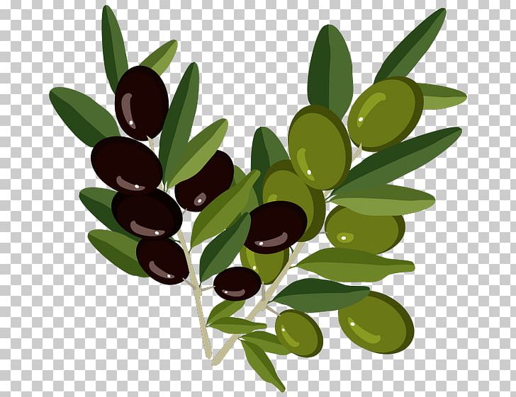 Olive Branch Olive Oil PNG, Clipart, Bottle, Branch, Flowering Plant, Food, Food Drinks Free PNG Download