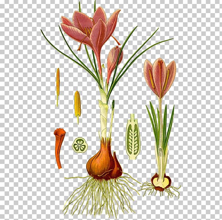 Autumn Crocus Köhler's Medicinal Plants Saffron Botany Iris Family PNG, Clipart,  Free PNG Download