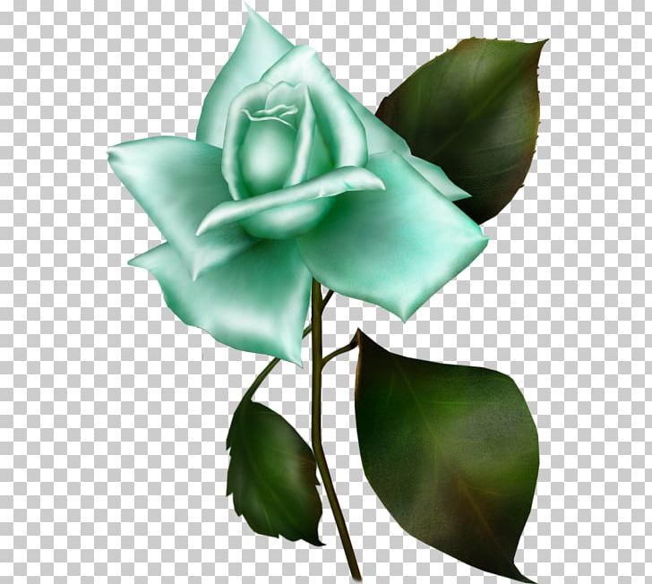 Garden Roses Gwen Tennyson Gwen 10 Portable Network Graphics PNG, Clipart, Blue Rose, Bud, Cut Flowers, Flora, Flower Free PNG Download