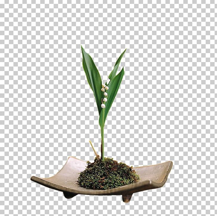 Xinhezhen Lily Of The Valley Icon PNG, Clipart, Bonsai, Bulb, Calla Lily, Download, Euclidean Vector Free PNG Download