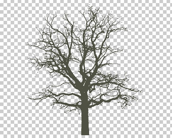 [An Oak Tree In Winter] 1840s Photography PNG, Clipart, 1840s, Black And White, Branch, Cut, Cut Out Free PNG Download
