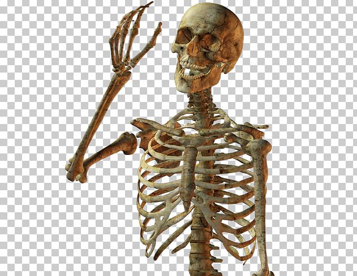 Calavera Skull Human Skeleton PNG, Clipart, Bone, Calavera, Display Resolution, Download, Exo Skeleton Free PNG Download