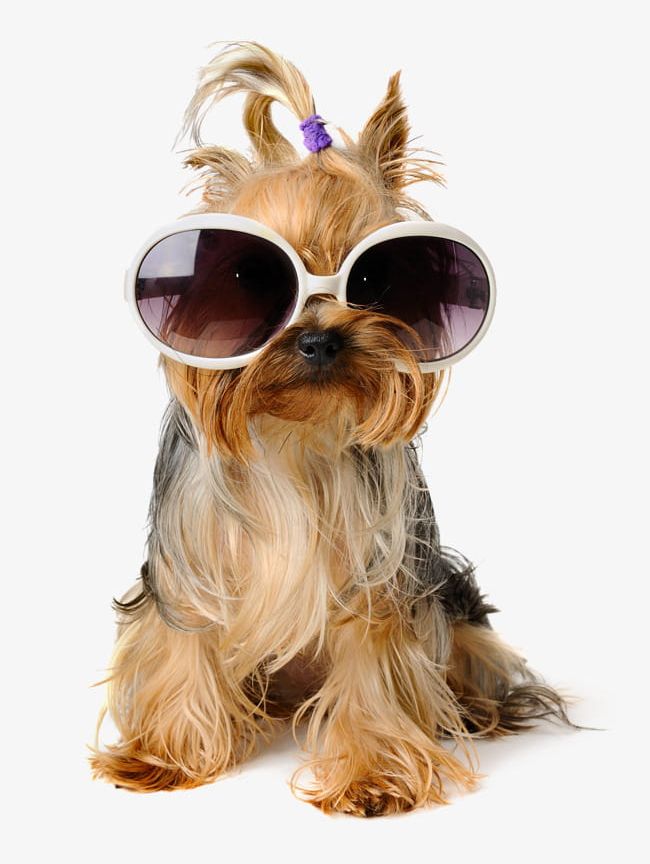 Shaggy Dog PNG, Clipart, Dog, Dog Clipart, Dog Clipart, Dogs, Glasses Free PNG Download