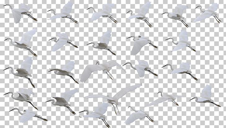 Siberian Crane Bird Flight Red-crowned Crane PNG, Clipart, Angle, Bird, Crane, Creative Ads, Creative Artwork Free PNG Download